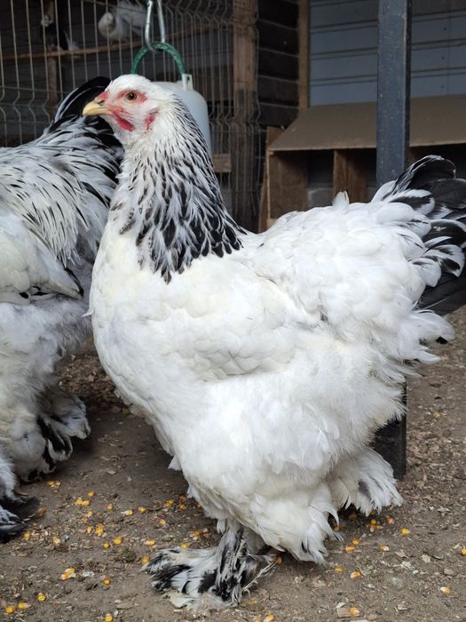 Familie brahma hd