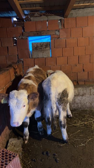 Vitei de 3 luni baltat si belgian