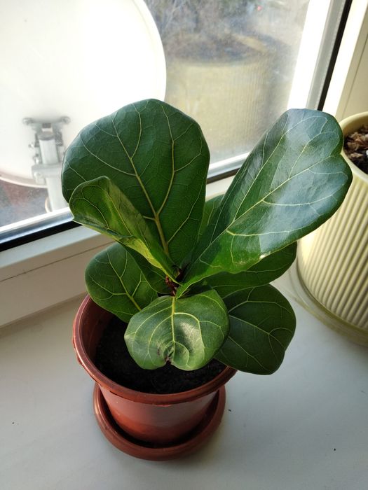 Фикус Лиратта  (Редкость)