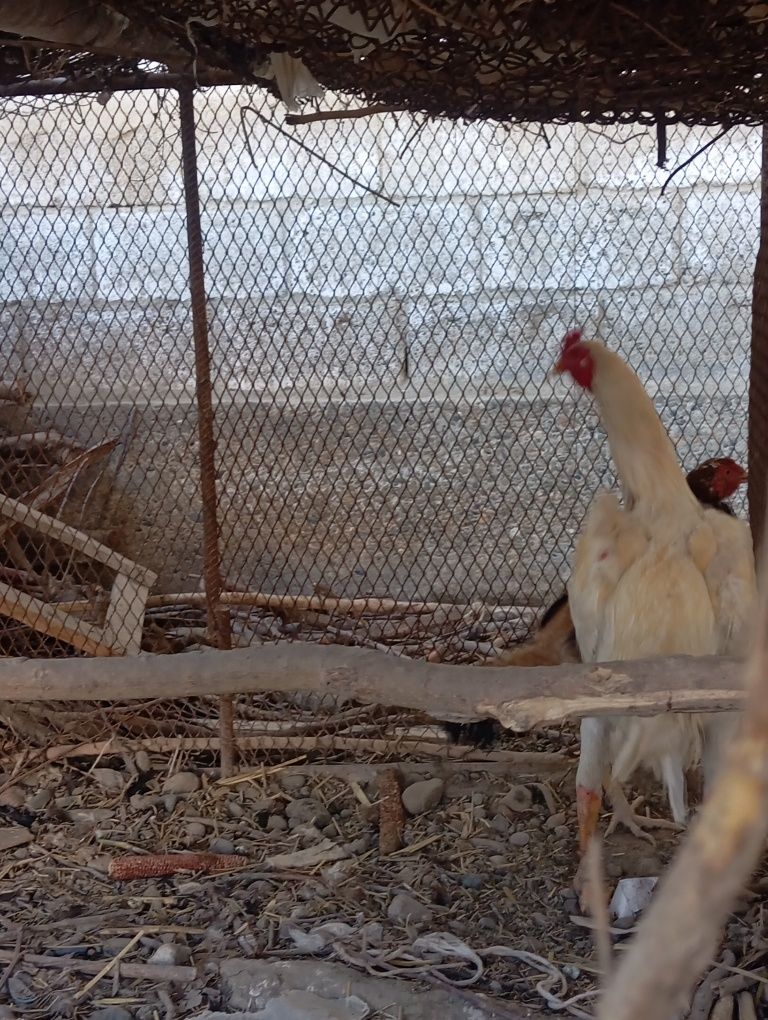 Miramir kulangi xoʻroz sotiladi