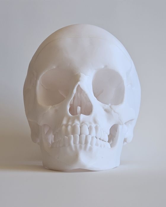 3D Принтиран анатомичен модел на череп