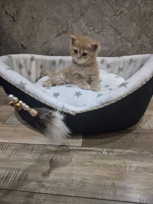 Котята -скотиш страйк, приучены к лотку и едяд корм