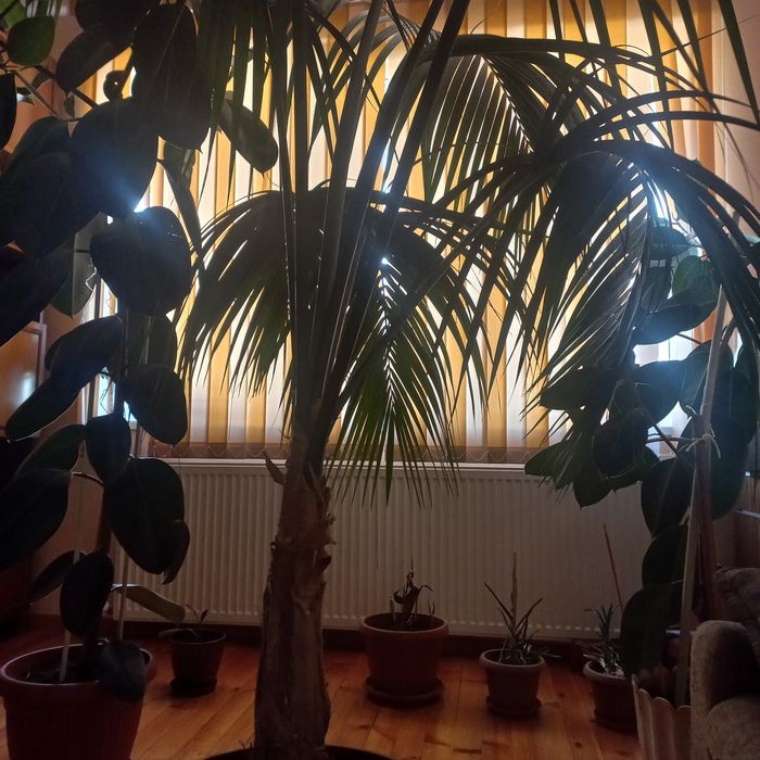 Продавам Палма Кения, 2.4м.висока