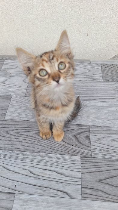 Pisoi adoptie 3 luni