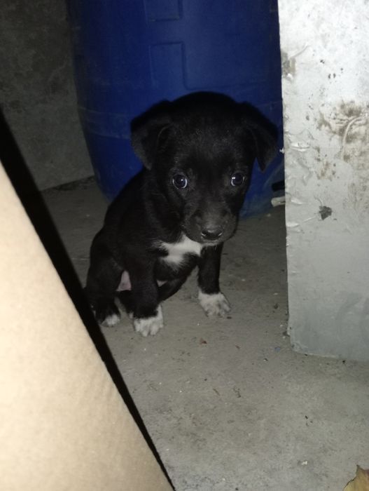 Отдам щенка бесплатно