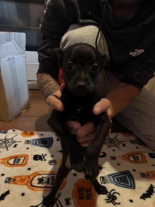 Продавам пинчери