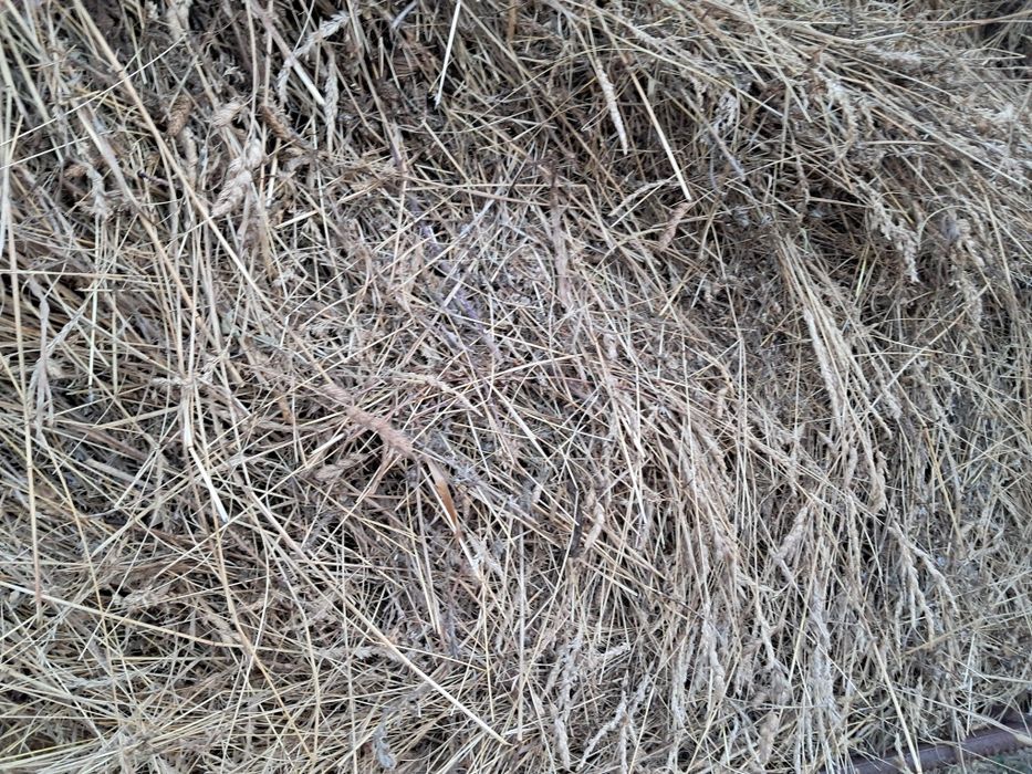 Baloti fan si ciocani