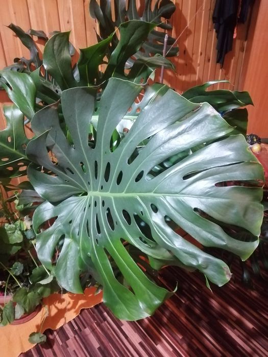 Planta exotica foarte mare(Monstera) și trei ficusi