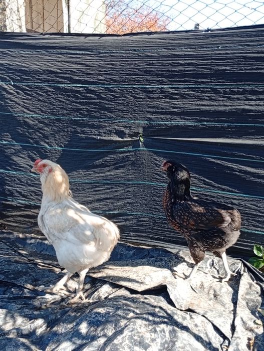 Cocos araucana, am doua bucăți