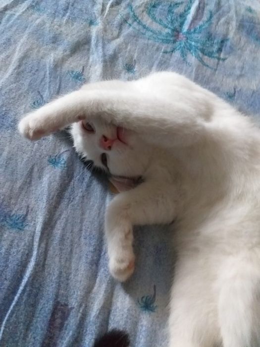 Donez pui de pisica 3- 6 luni