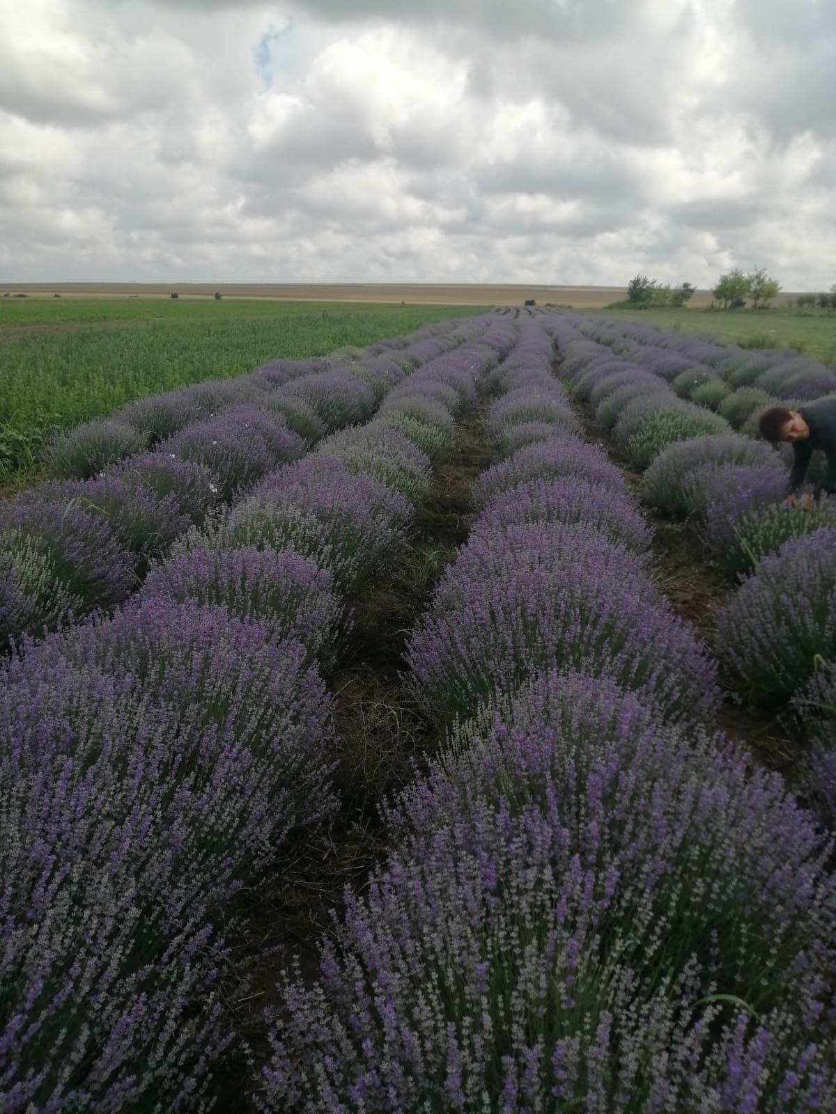 Apa florala de lavanda și ulei esential