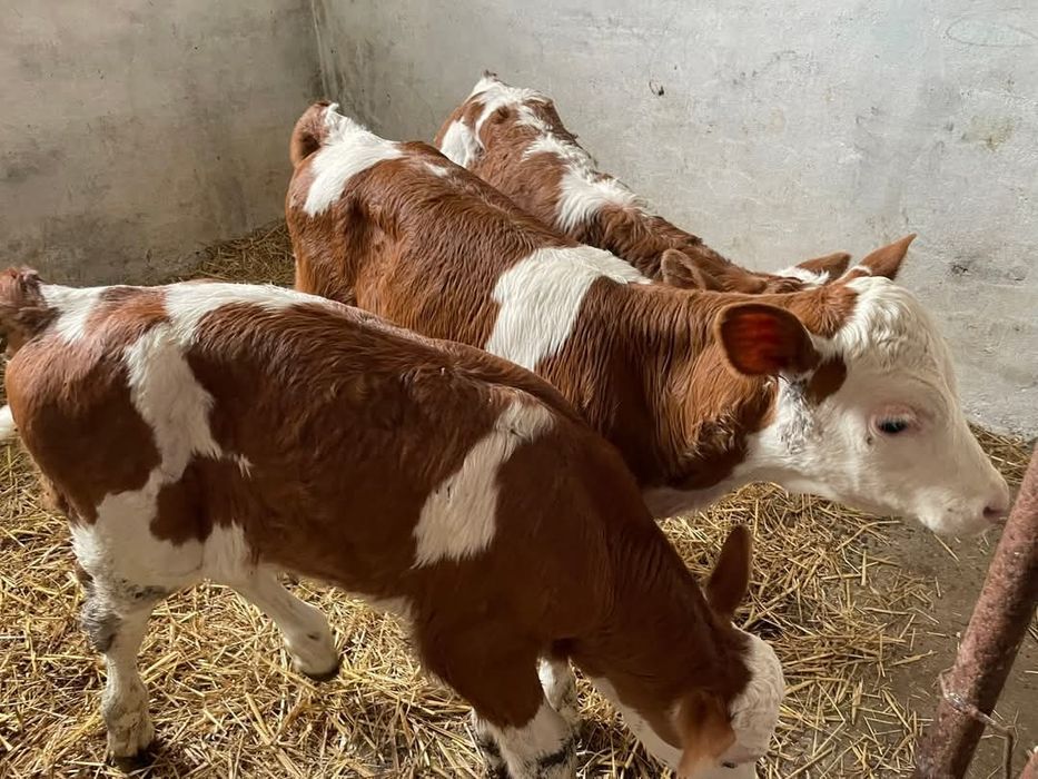 Vând vitei de rasa județul Buzău