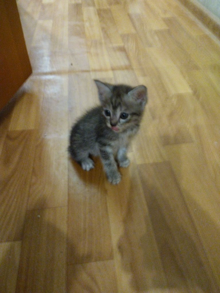 Котята в добрые руки!