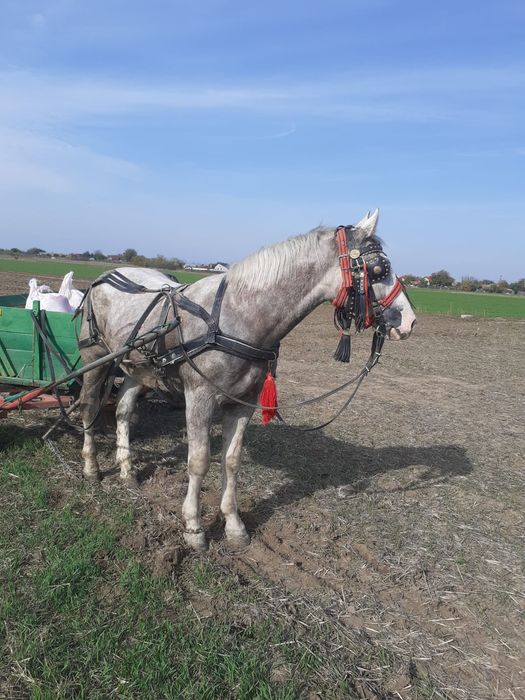 De vanzare  Iapa 4 ani și 6 luni  și mânz 1 an și 5 luni