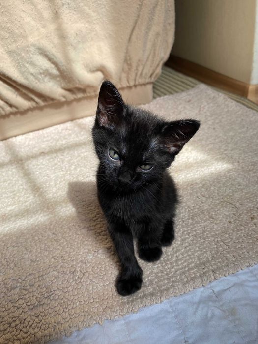 Подарявам домашно мъжко черно коте Ozzy