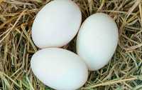 Гусиные Яйца свежие