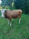 Vaca bălțată de vânzare
