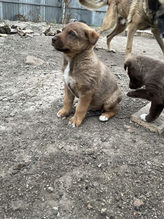 СРОЧНО!!! Щенята ищут дом