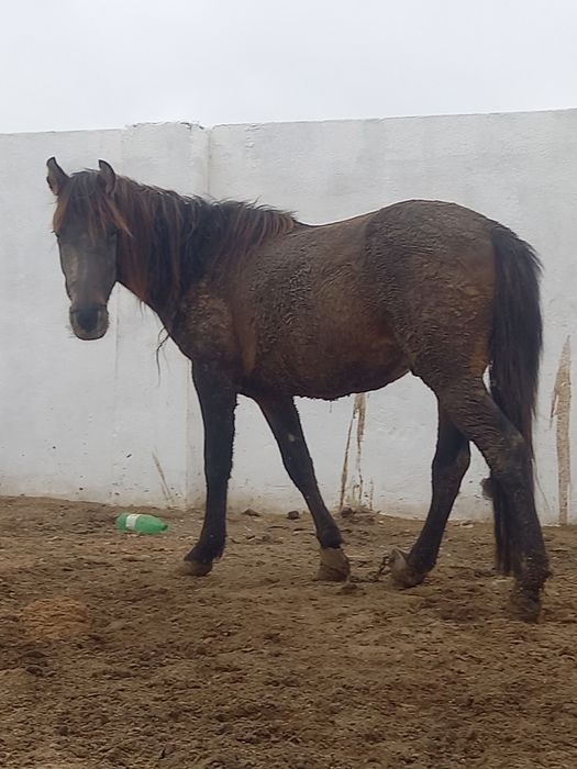 Ассалаумағалайкумдер! Семіз құнан сатылады. 40 күннен асты жемде тұрға