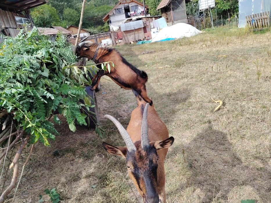 Vând țap alpin de anul acesta