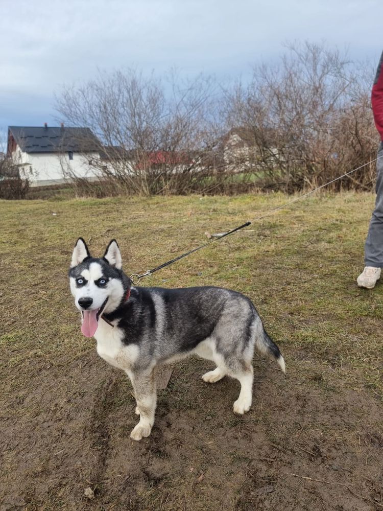 Vand Husky Siberian