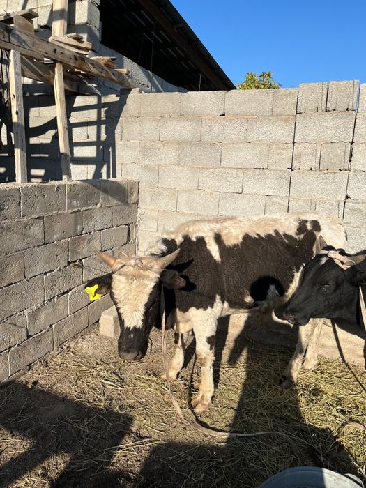 Өгіздер сатылады