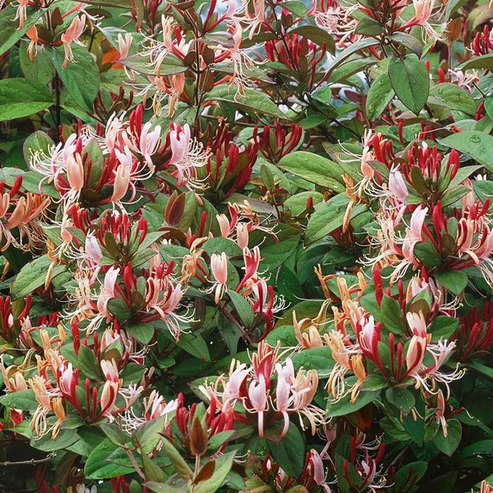 Plantele ornamentale agatatoare mana maici domnului
