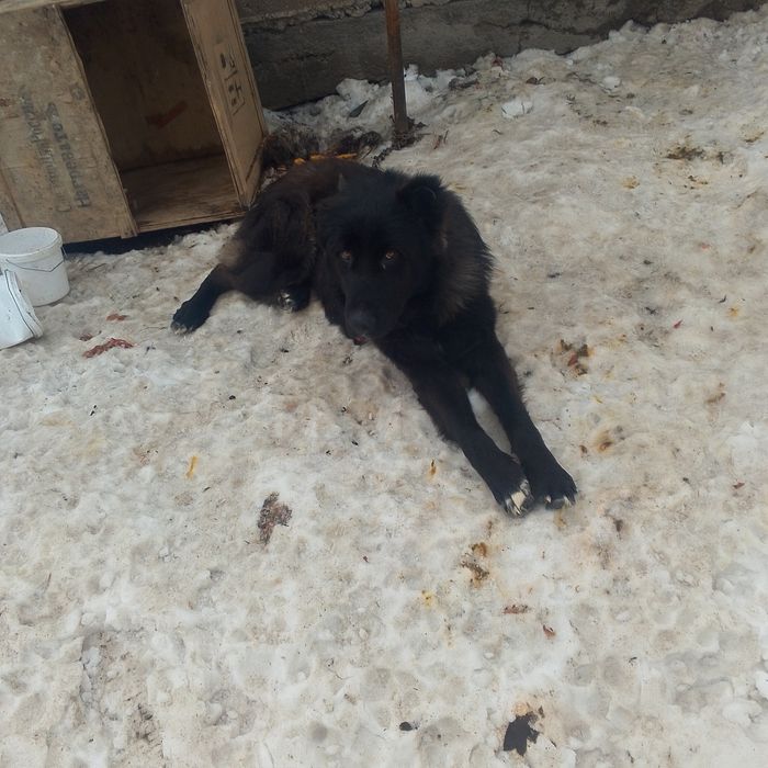 Продам алабай годавалый