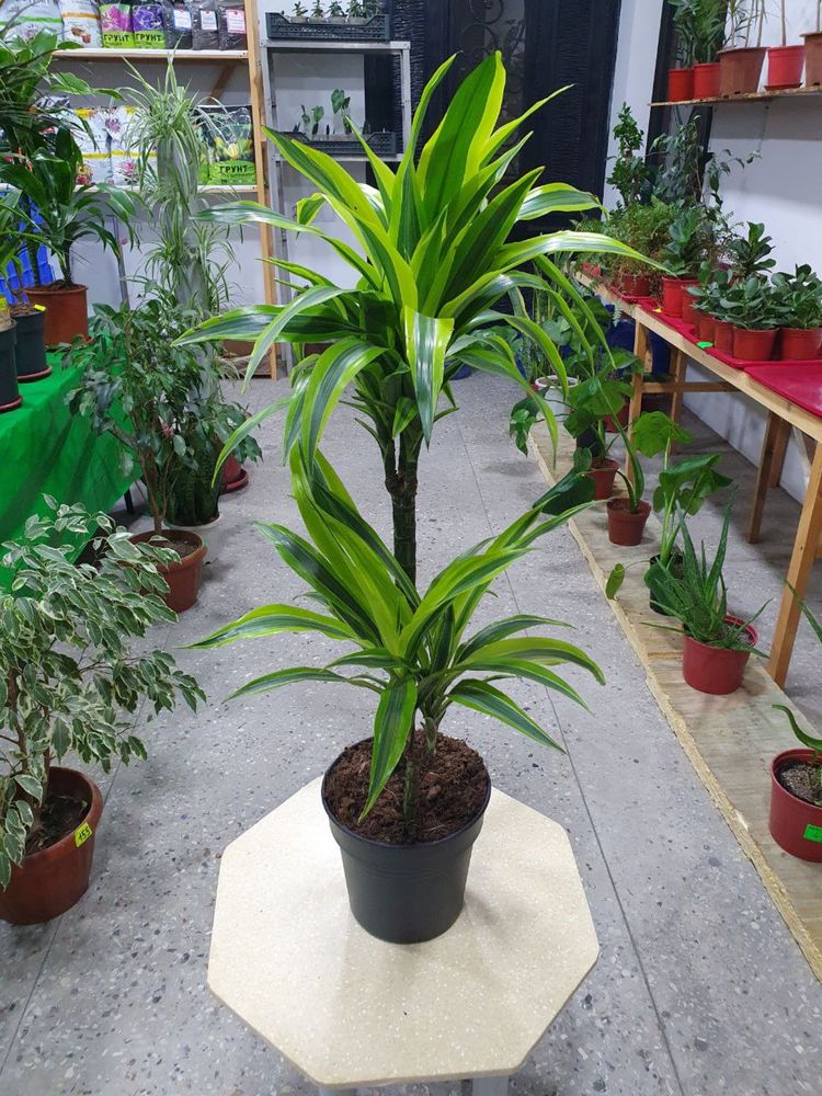 Drasena limon lime драцена лимон лайм