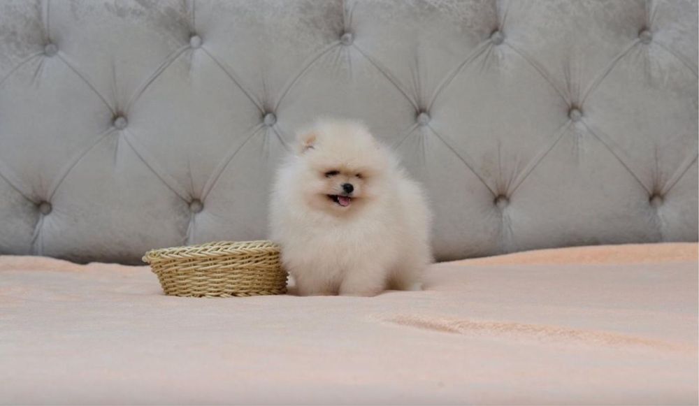 Pomeranian cu pedigree!