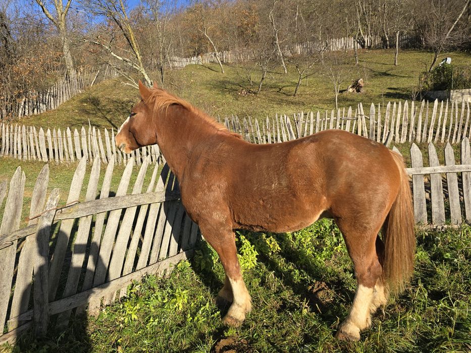 Vand cal foarte cuminte