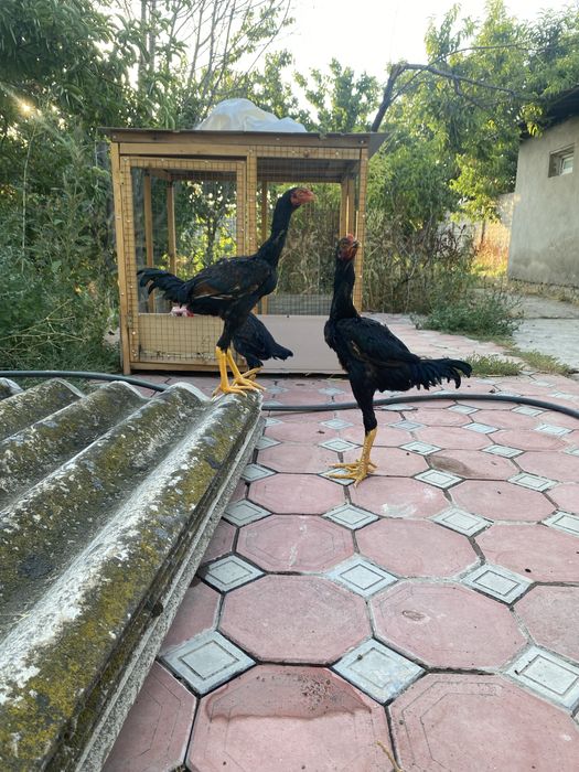 Дакан  хўрозлар 2та, 1 макиен январьский