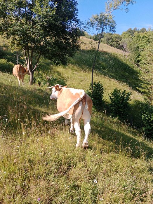Vând vaca cuminte de 8 ani ,vaca este mare ,grasa bună de lapte
