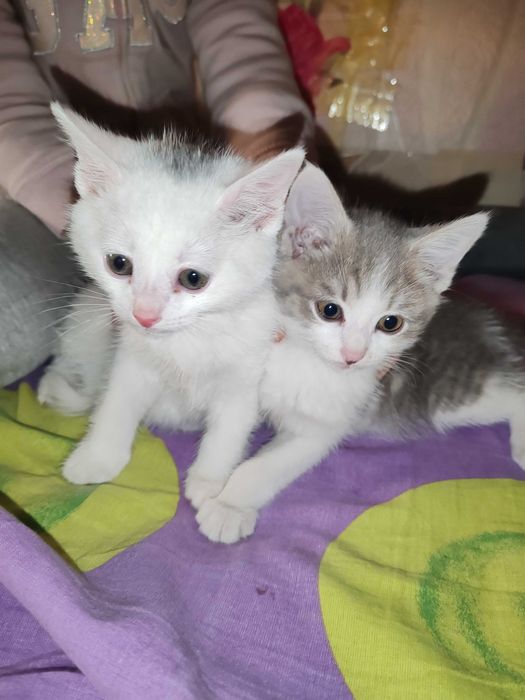 Котята домашние даром