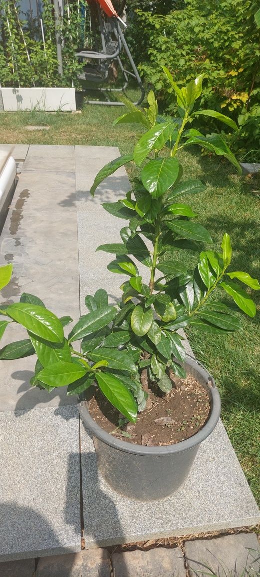 Laur englezesc. Prunus laurocerasus
