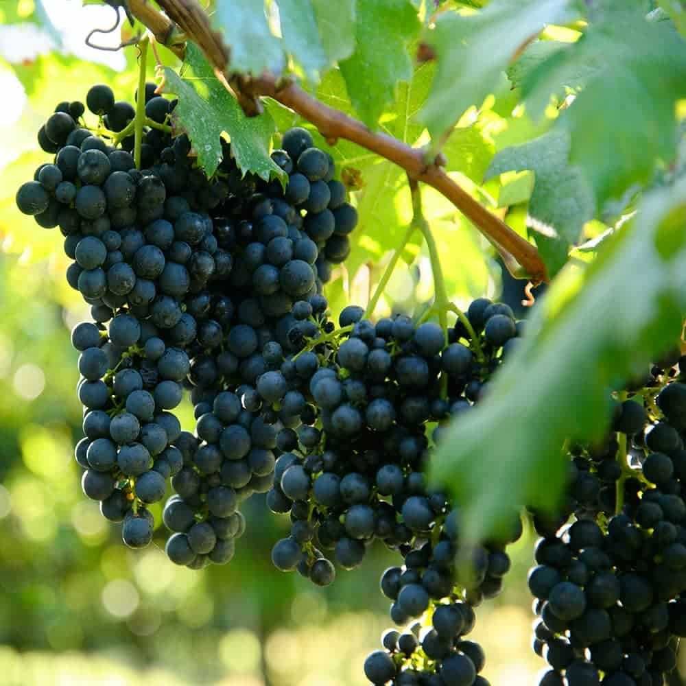 Продажба на грозде -
Реколта 2025