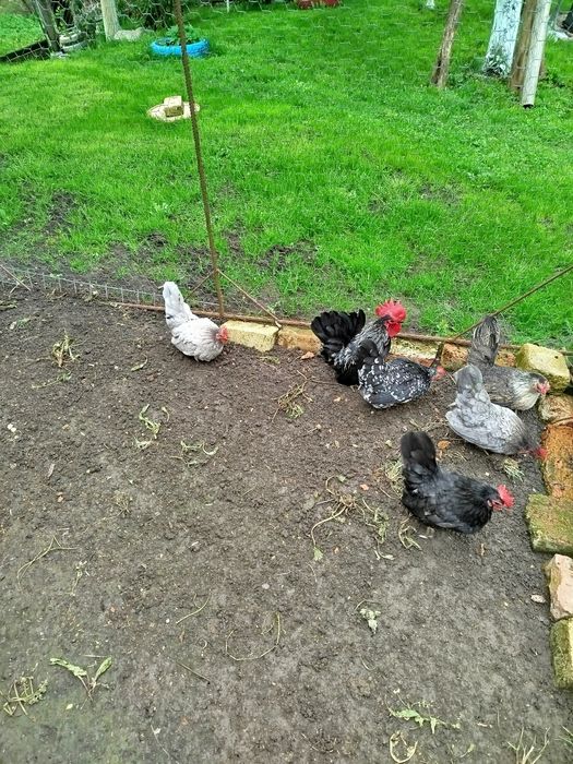 Cocoș și găinușă Chabo