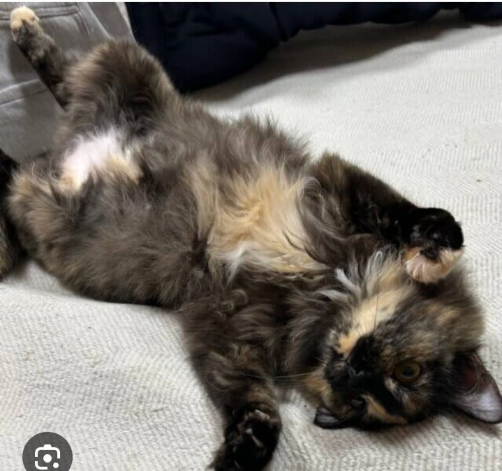 Zotli juddayam aqilli mushuk sotiladi