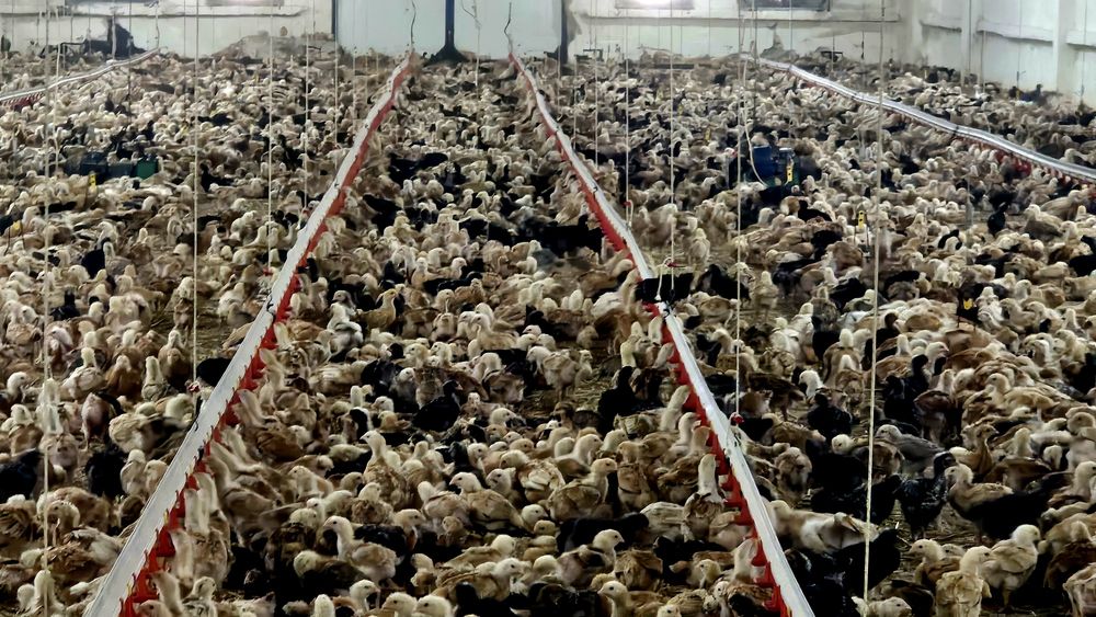 Pui rasă mixtă pentru carne și ouă