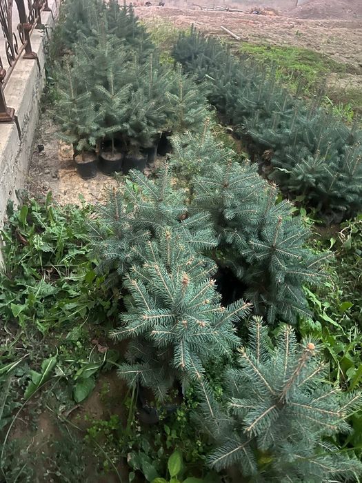 Серебристый ель  archa арча