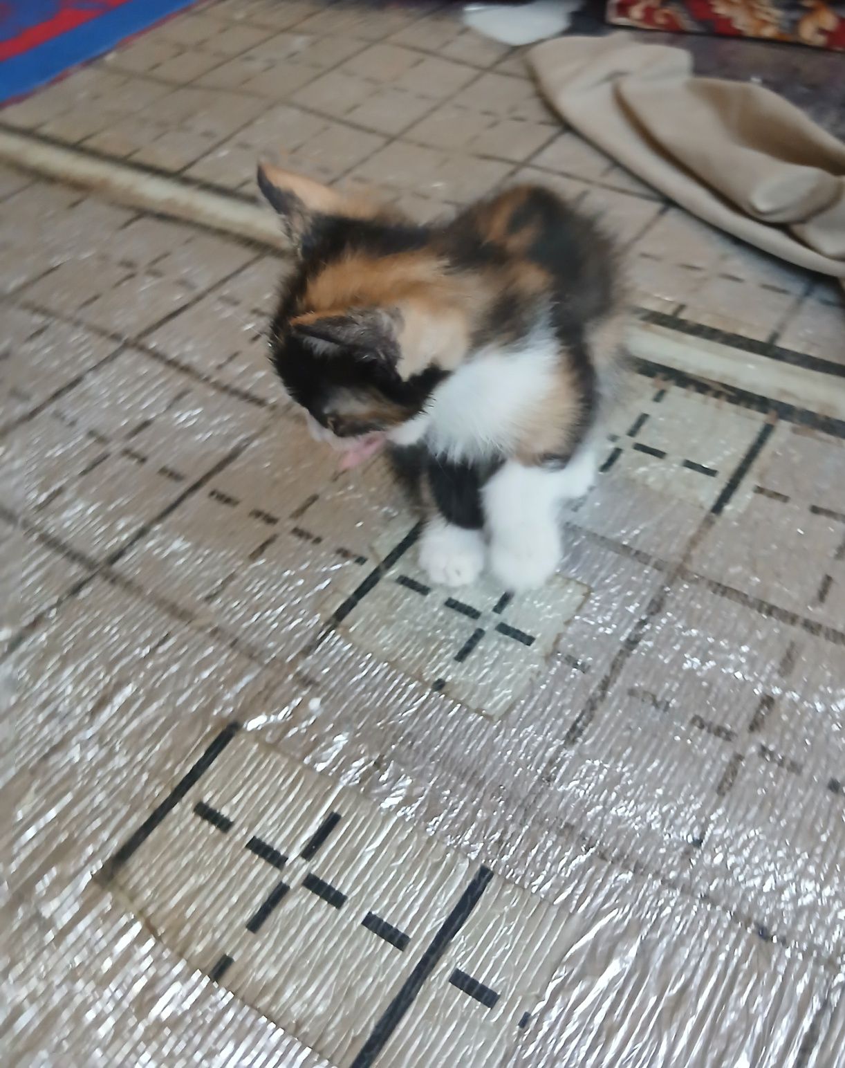 Котята, Мушукчалар.