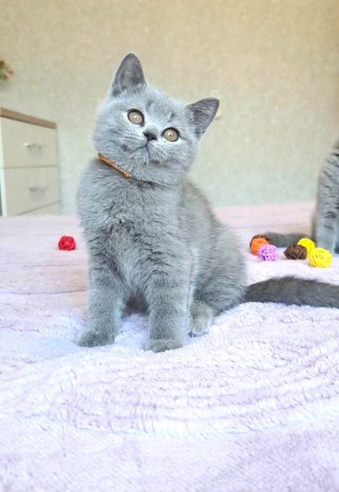 Британская девочка