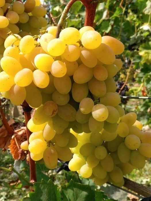 Pomi fructiferi  si Butasi vita de vie