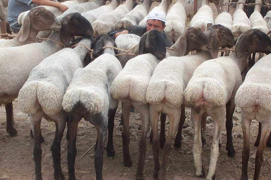 Нуратадан зотли қўй ва кучкарлар сотилади! Фақат 60 дона!