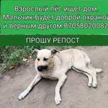 В добрые руки пристраиваются хвостики