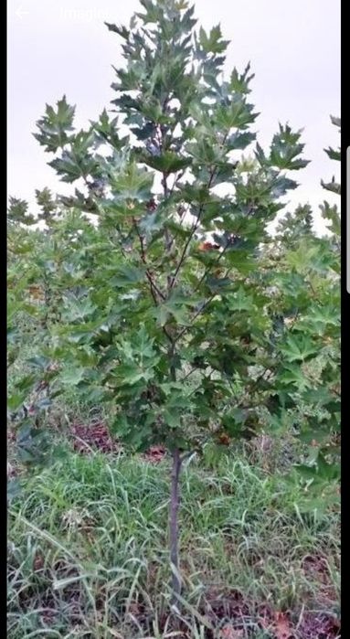 Mesteacăn alb/Platani/Tei de floare