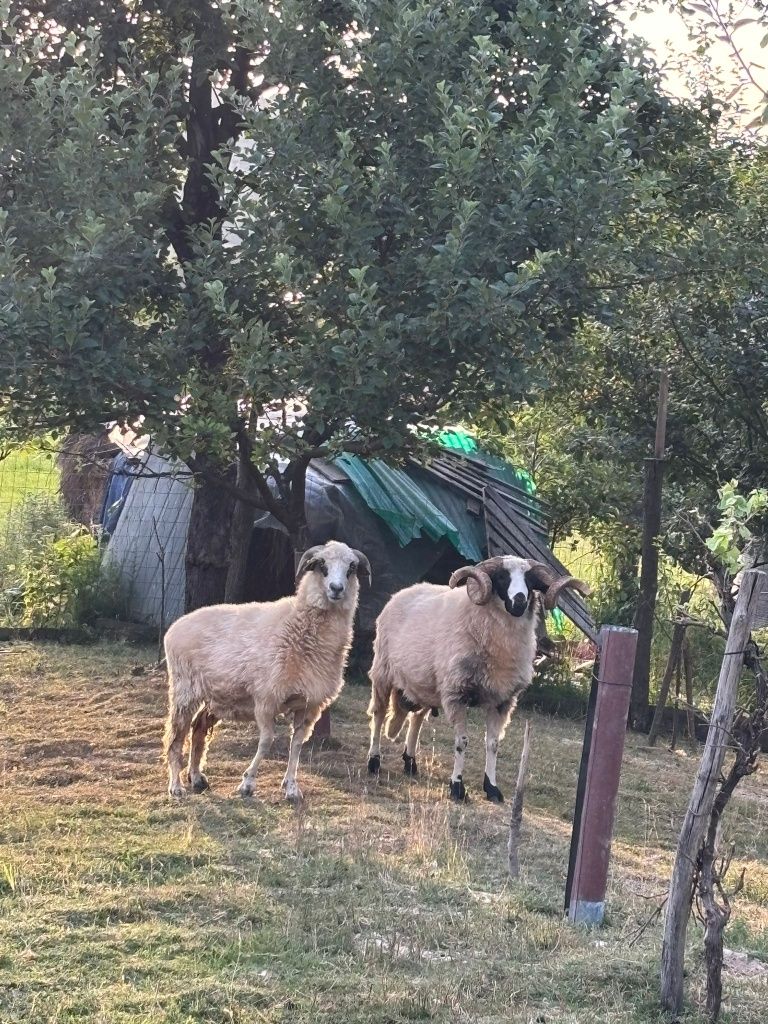 Berbec de vânzare