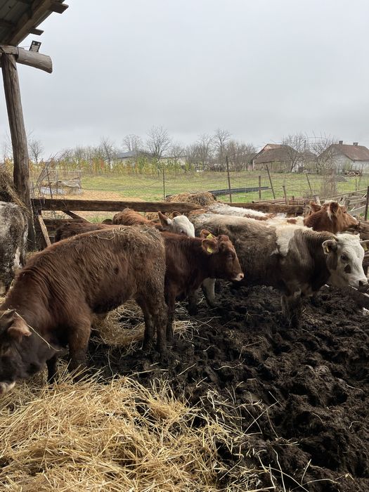 Vand un lot de vitei