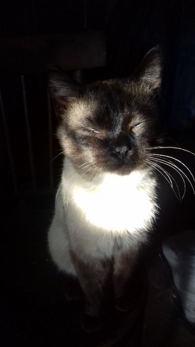 Пропал сиамский кот