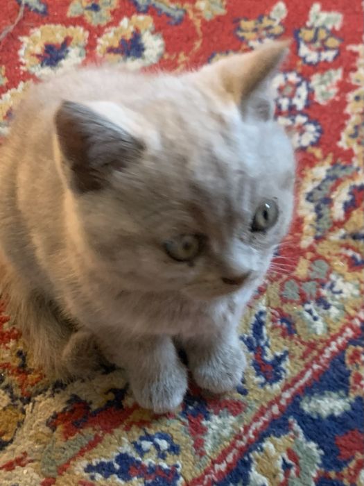 Шотландски клепоухи котенца